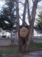 /album/fotogaleria/eco-ontogenesis-jpg/